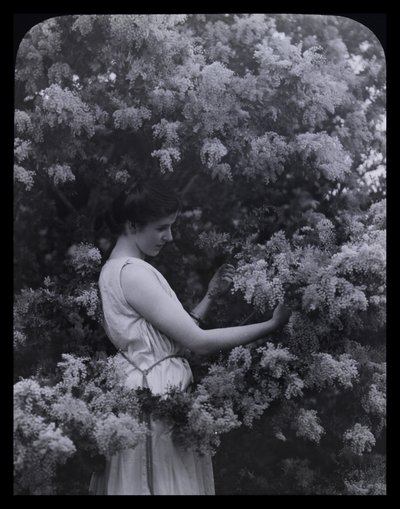Cootamundra-Akazie von Archibald James Campbell